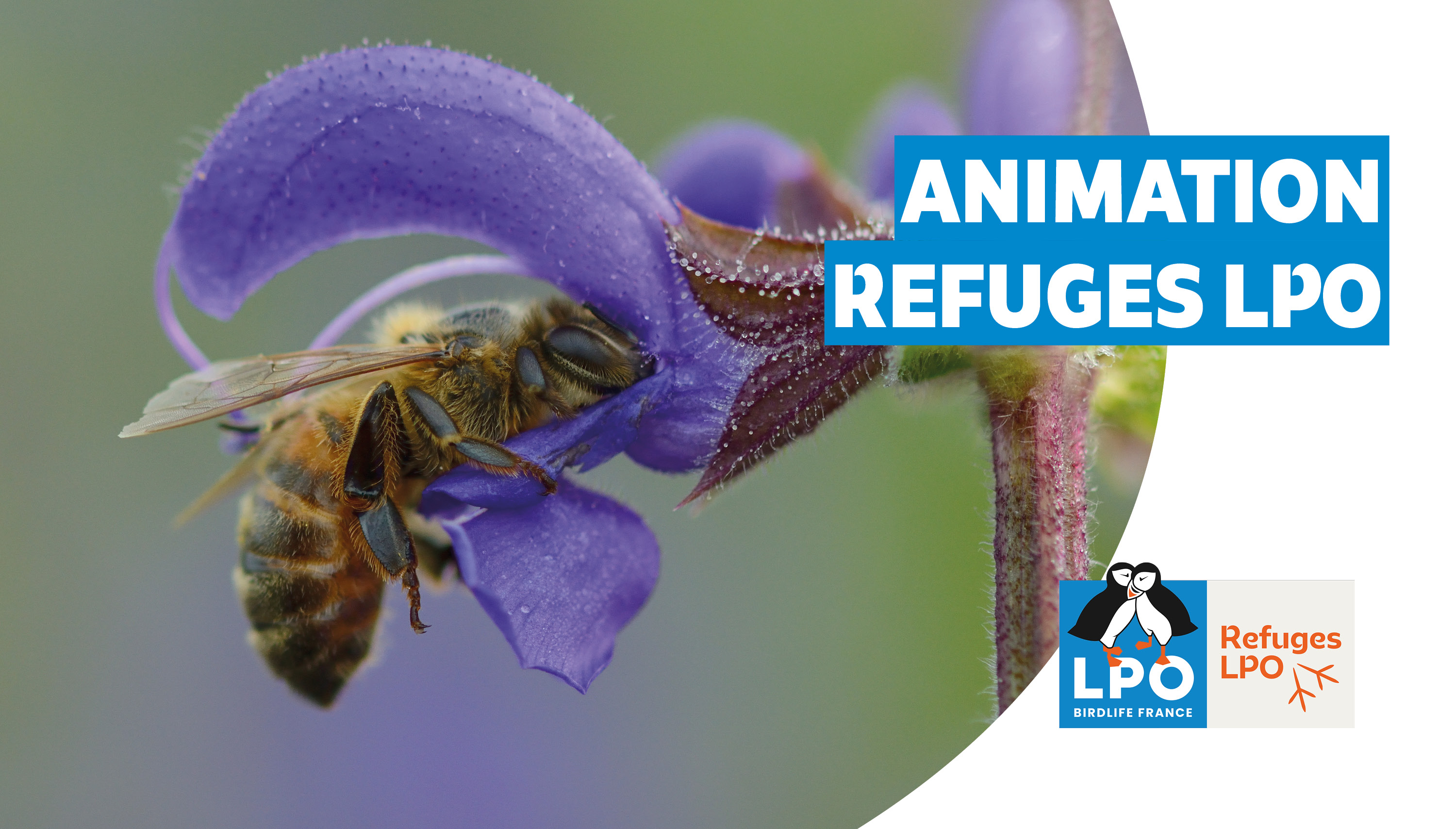 Sortie à la découverte des insectes pollinisateurs